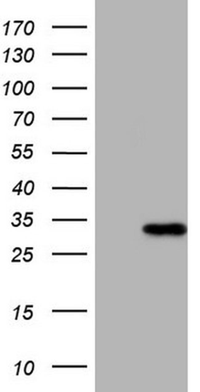 MRRF Antibody in Western Blot (WB)