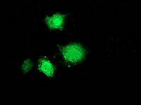 MSI1 Antibody in Immunocytochemistry (ICC/IF)