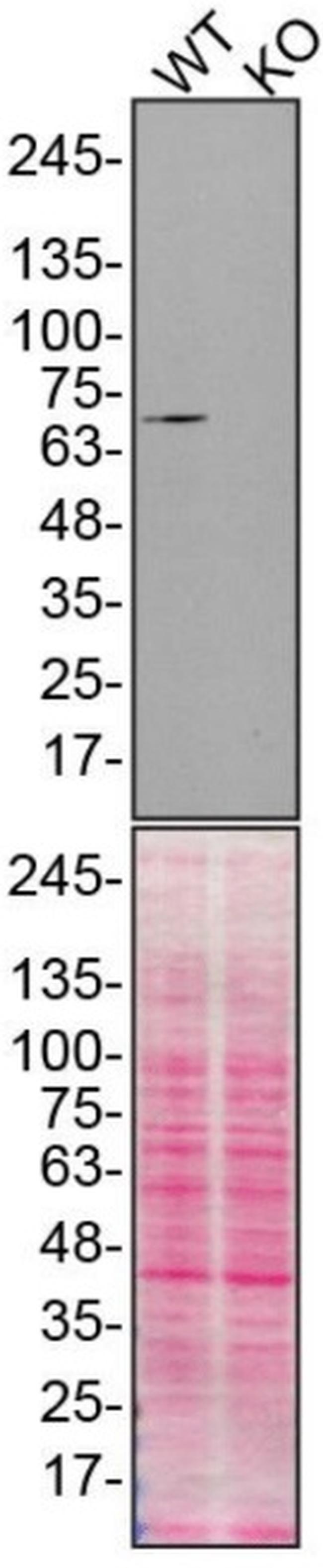 Moesin Antibody in Western Blot (WB)