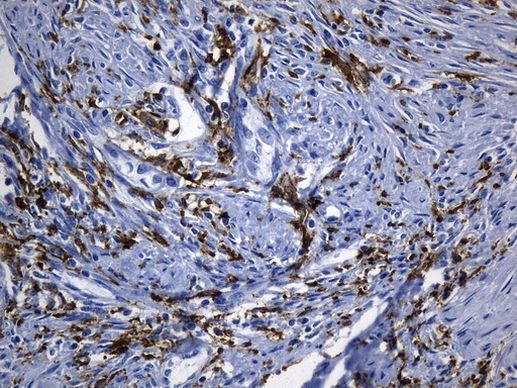 MSR1 Antibody in Immunohistochemistry (Paraffin) (IHC (P))