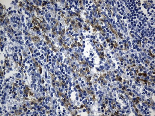 MSR1 Antibody in Immunohistochemistry (Paraffin) (IHC (P))