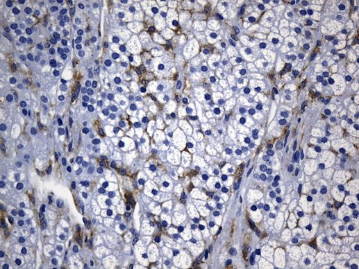 MSR1 Antibody in Immunohistochemistry (Paraffin) (IHC (P))