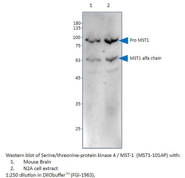 Serine/threonine-protein kinase 4/MST-1 Antibody in Western Blot (WB)