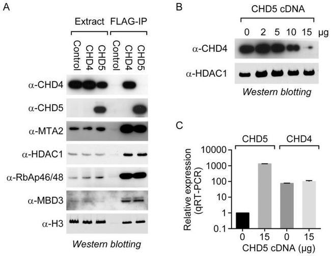 MTA2 Antibody in Western Blot (WB)