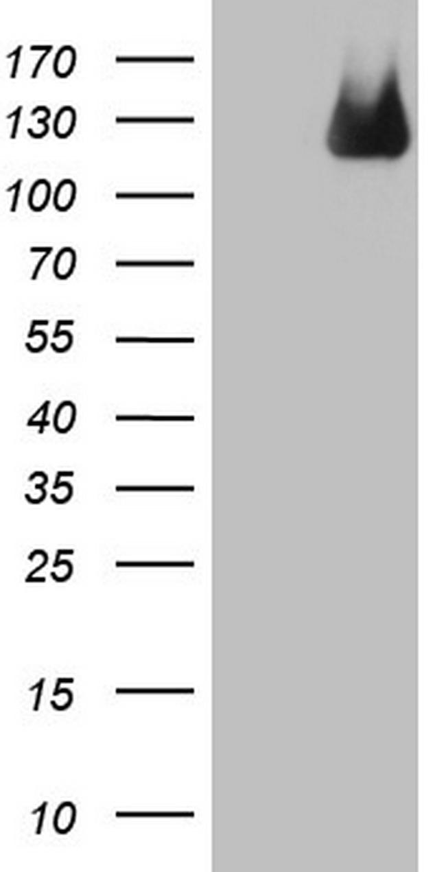 MTF1 Antibody in Western Blot (WB)