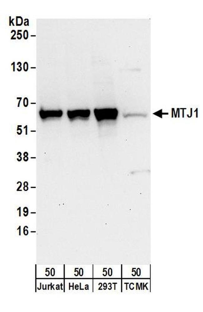 MTJ1 Antibody in Western Blot (WB)