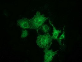 MTMR14 Antibody in Immunocytochemistry (ICC/IF)