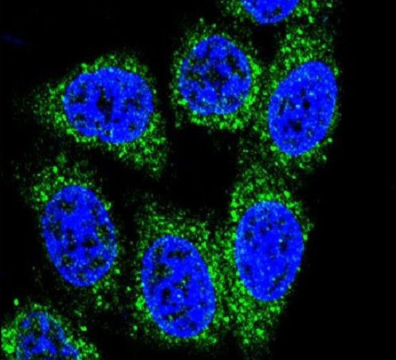 MUTYH Antibody in Immunocytochemistry (ICC/IF)