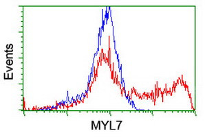 MYL7 Antibody in Flow Cytometry (Flow)