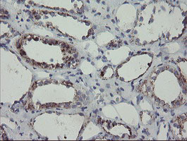 MYL7 Antibody in Immunohistochemistry (Paraffin) (IHC (P))