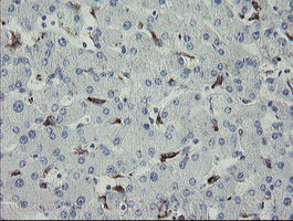 MYL7 Antibody in Immunohistochemistry (Paraffin) (IHC (P))