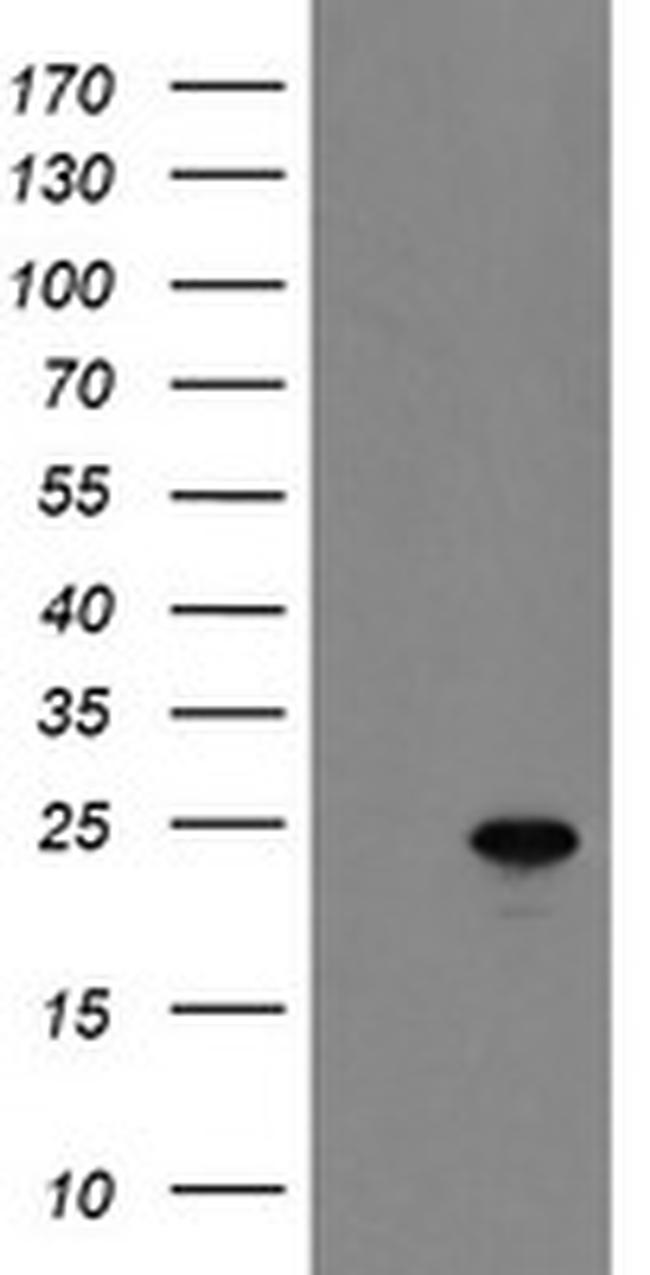 MYL7 Antibody in Western Blot (WB)