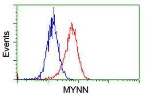 MYNN Antibody in Flow Cytometry (Flow)