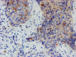 MYNN Antibody in Immunohistochemistry (Paraffin) (IHC (P))