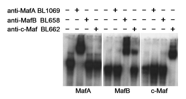 MafA Antibody in Immunoelectrophoresis (IE)