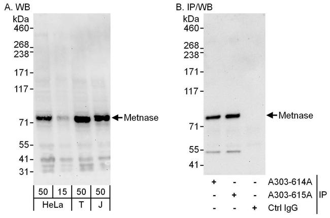 Metnase Antibody in Western Blot (WB)