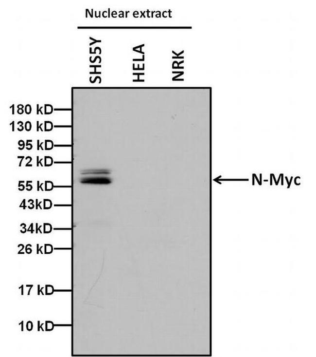 n-Myc Antibody in Western Blot (WB)