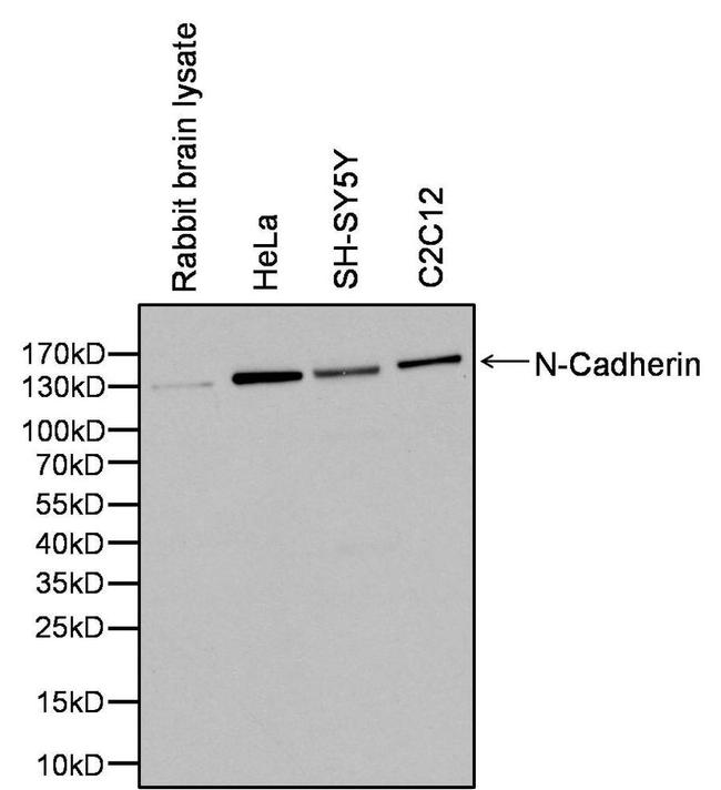 N-cadherin Monoclonal Antibody (13A9) (MA1-159)