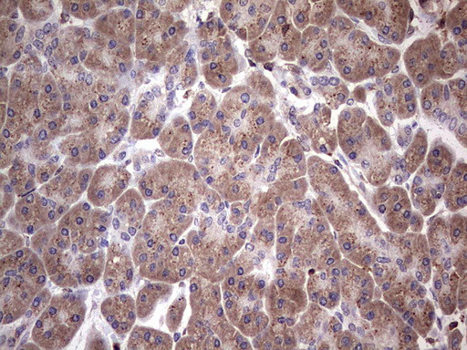 NAB2 Antibody in Immunohistochemistry (Paraffin) (IHC (P))