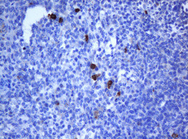 NANP Antibody in Immunohistochemistry (Paraffin) (IHC (P))