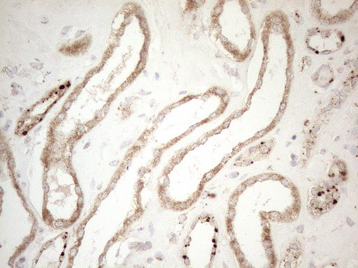 NAPSA Antibody in Immunohistochemistry (Paraffin) (IHC (P))