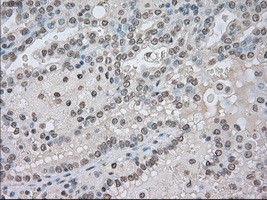 NAT8 Antibody in Immunohistochemistry (Paraffin) (IHC (P))