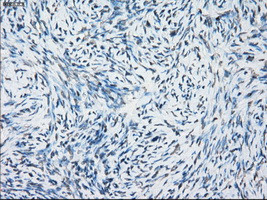 NAT8 Antibody in Immunohistochemistry (Paraffin) (IHC (P))