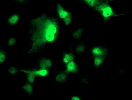 NDEL1 Antibody in Immunocytochemistry (ICC/IF)