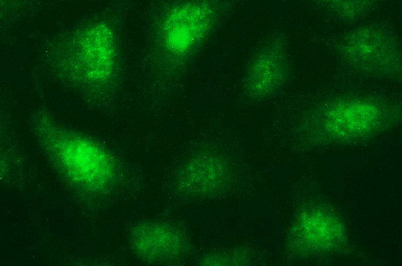 NDN Antibody in Immunocytochemistry (ICC/IF)