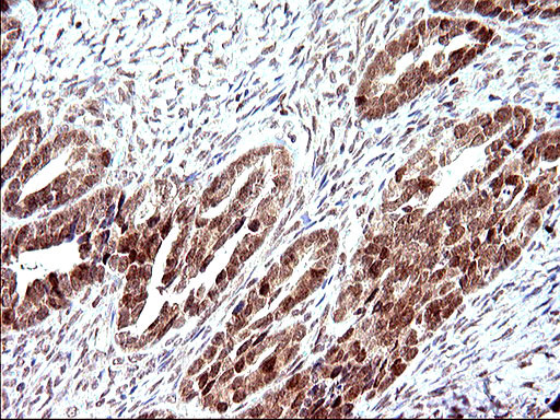 NDN Antibody in Immunohistochemistry (Paraffin) (IHC (P))