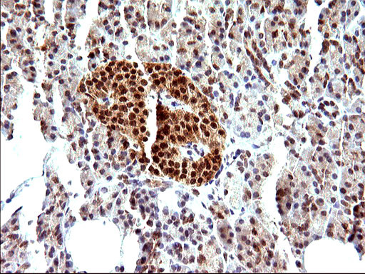 NDN Antibody in Immunohistochemistry (Paraffin) (IHC (P))