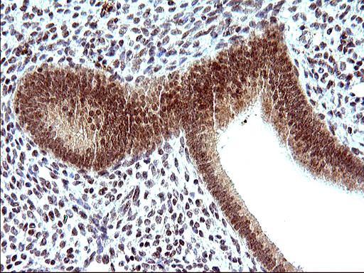 NDN Antibody in Immunohistochemistry (Paraffin) (IHC (P))