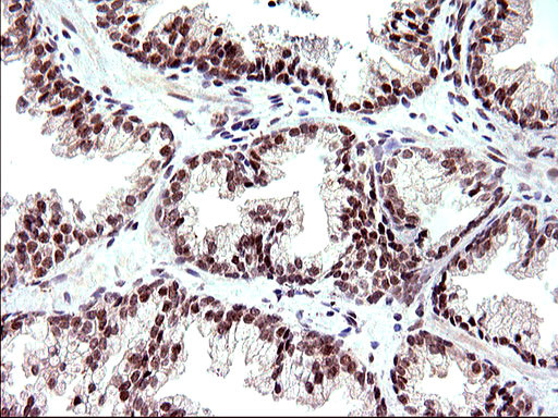 NDN Antibody in Immunohistochemistry (Paraffin) (IHC (P))