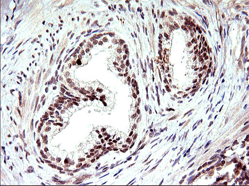 NDN Antibody in Immunohistochemistry (Paraffin) (IHC (P))