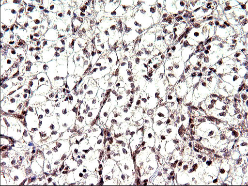 NDN Antibody in Immunohistochemistry (Paraffin) (IHC (P))