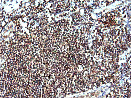 NDN Antibody in Immunohistochemistry (Paraffin) (IHC (P))