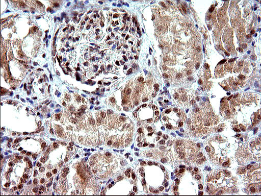 NDN Antibody in Immunohistochemistry (Paraffin) (IHC (P))