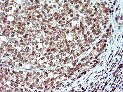 NDN Antibody in Immunohistochemistry (Paraffin) (IHC (P))