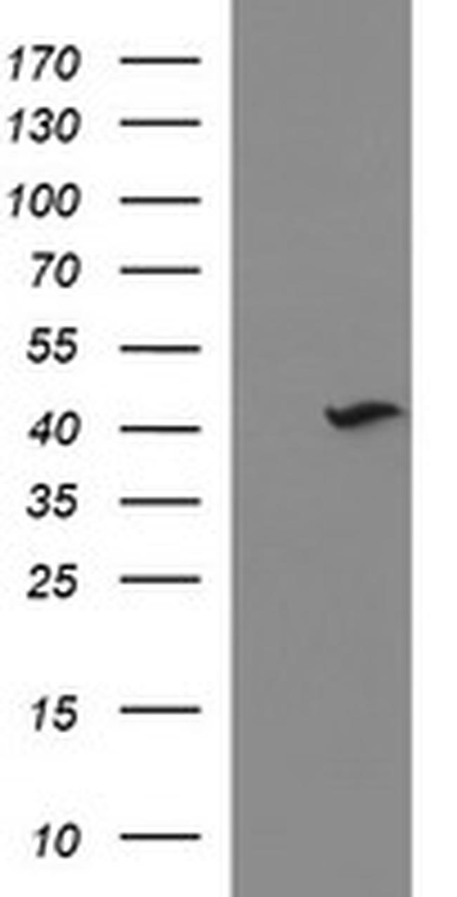 NDN Antibody in Western Blot (WB)