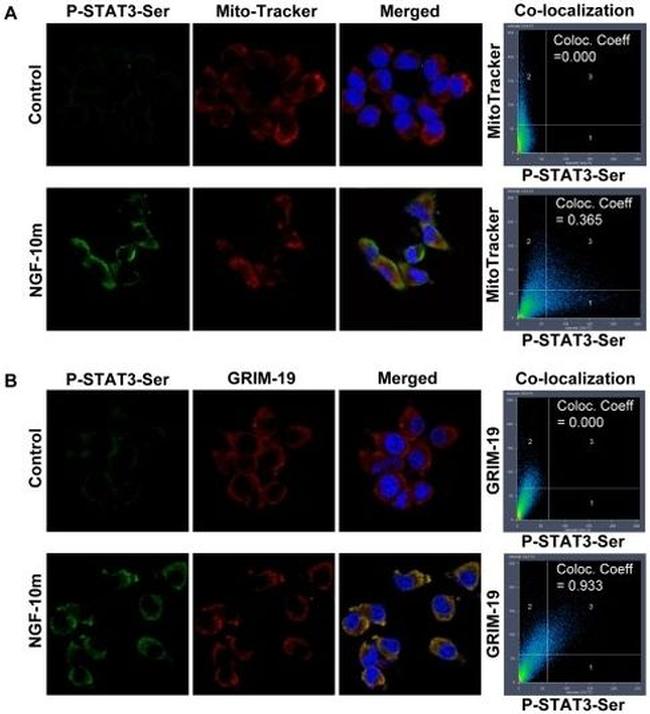 NDUFA13 Antibody in Immunocytochemistry (ICC/IF)