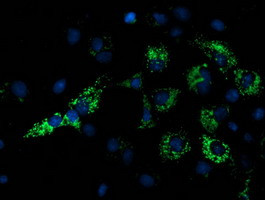 NDUFA7 Antibody in Immunocytochemistry (ICC/IF)