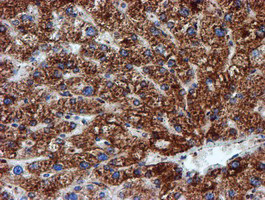 NDUFB9 Antibody in Immunohistochemistry (Paraffin) (IHC (P))