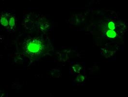 NEUROG1 Antibody in Immunocytochemistry (ICC/IF)