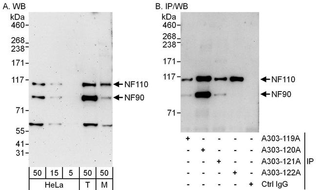 NF90/NF110 Antibody in Western Blot (WB)