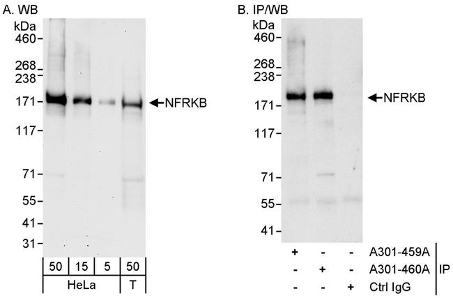 NFRKB Antibody in Western Blot (WB)