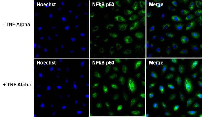 NFkB p50 Antibody in Immunocytochemistry (ICC/IF)