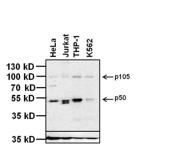 NFkB p50 Antibody in Western Blot (WB)