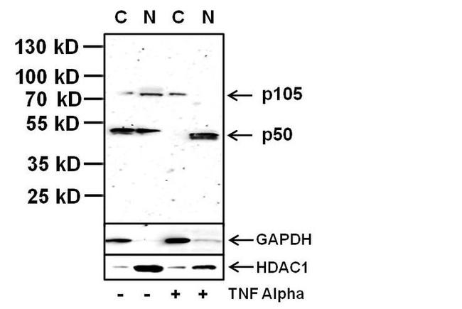 NFkB p50 Antibody in Western Blot (WB)