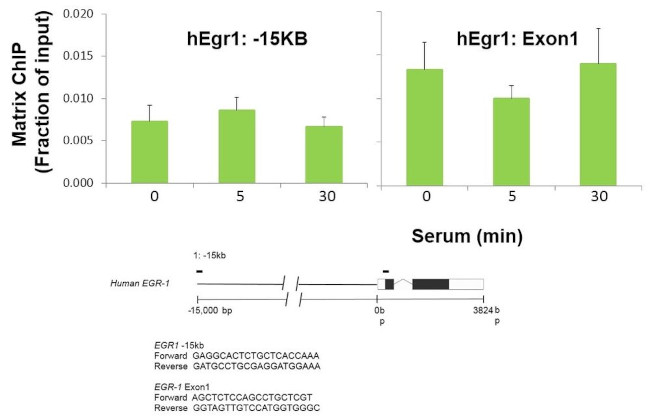 NFkB p50 Antibody in ChIP Assay (ChIP)