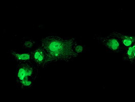 NHEJ1 Antibody in Immunocytochemistry (ICC/IF)